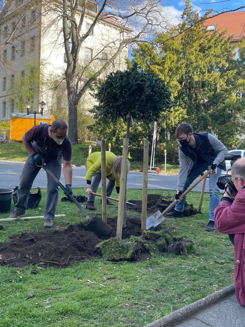 Baum wird gepflanzt, um auf neue Baumschutzsatzung aufmerksam zu machen. Pirna, 25.04.2021